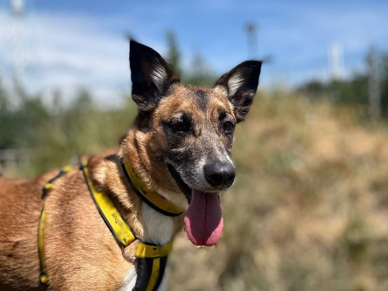 Manny | Collie (Border) Cross | Cardiff - 1