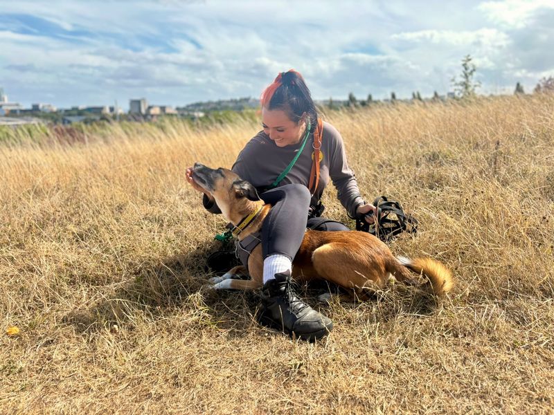 Manny | Collie (Border) Cross | Cardiff - 1