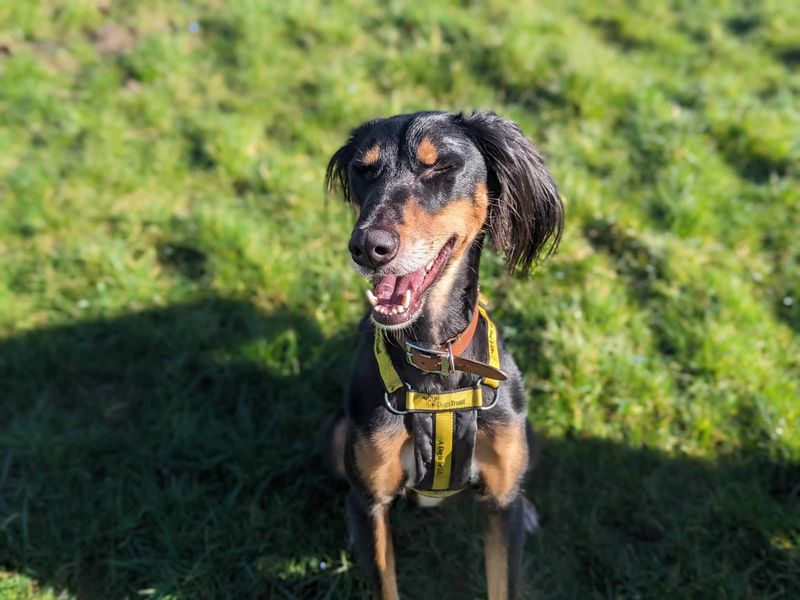 Greyhound for adoption in Rhondda Cynon Taf – 3 years old - Image 2 of 2