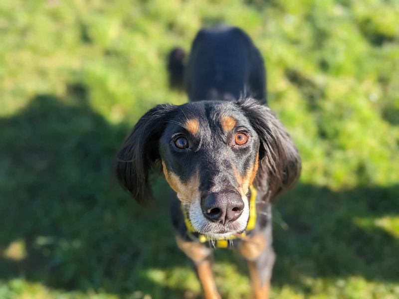 Greyhound for adoption in Rhondda Cynon Taf – 3 years old - Image 1 of 2