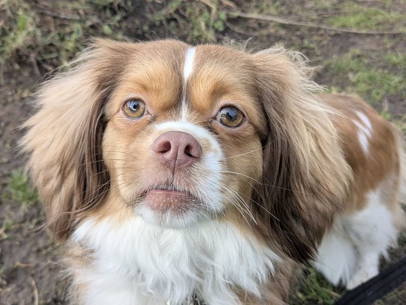 Frodo for sale in Glasgow, Scotland