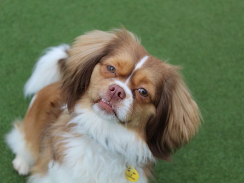 Frodo for sale in Glasgow, Scotland - Image 4