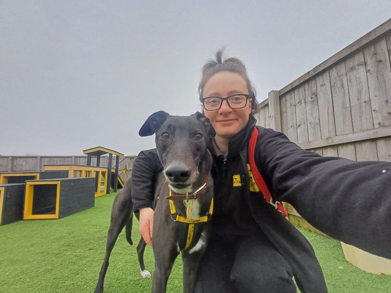 Loki Longlegs for sale in West Calder, West Lothian