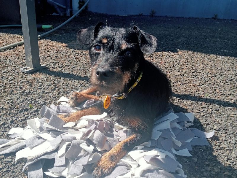 Jack Russell for adoption in Ballymena, Co Antrim – 7 years old - Image 2 of 2