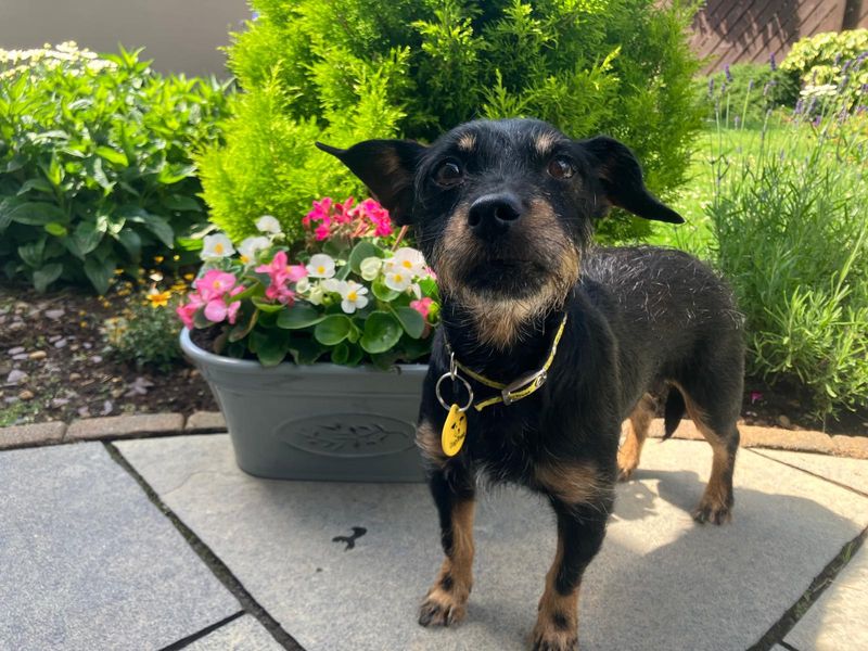 Polly | Terrier (Jack Russell) | Ballymena (Northern Ireland) - 1