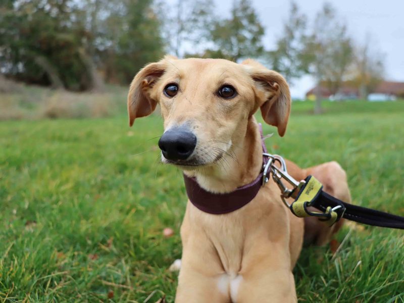 Jack | Lurcher | Darlington - 3