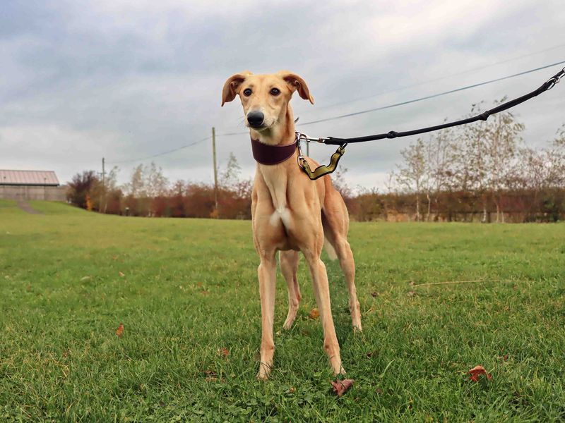 Jack | Lurcher | Darlington - 4