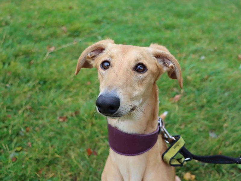 Jack | Lurcher | Darlington - 2