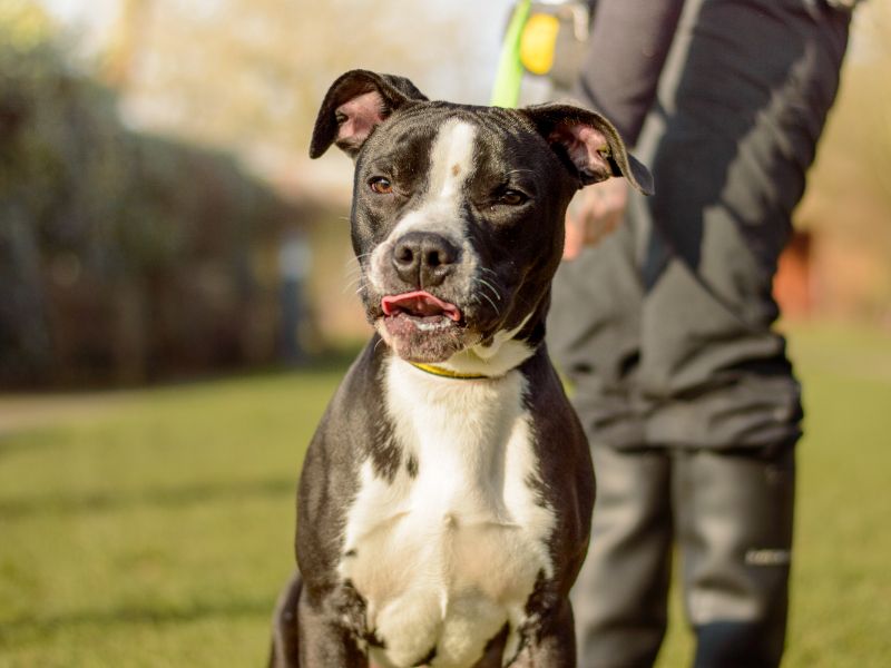 Billy - Image 4 of 4