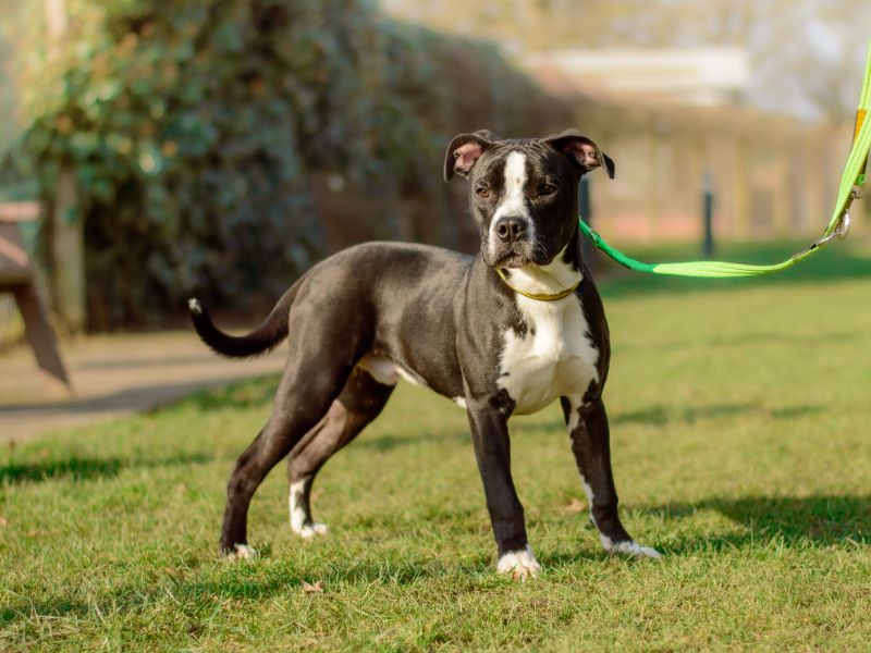 Billy - Image 2 of 4