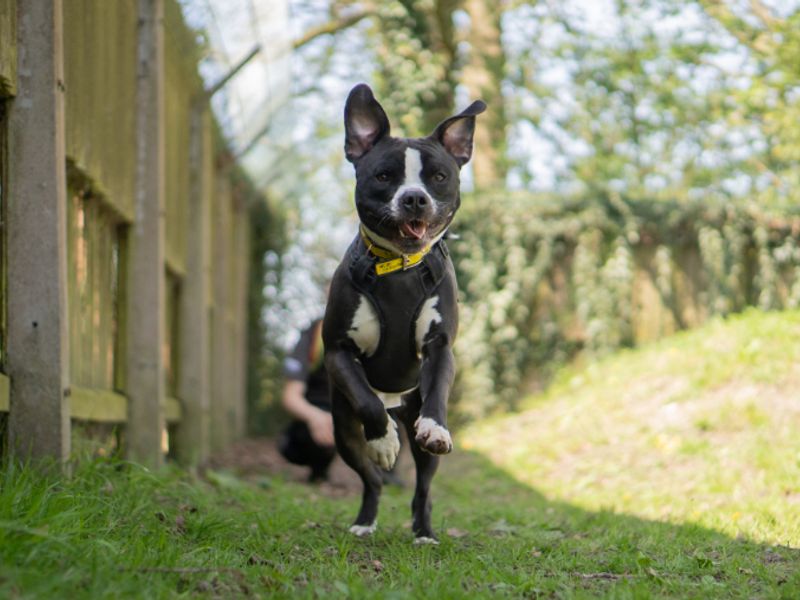 undefined | Terrier (Staffordshire Bull) Cross | undefined - 5
