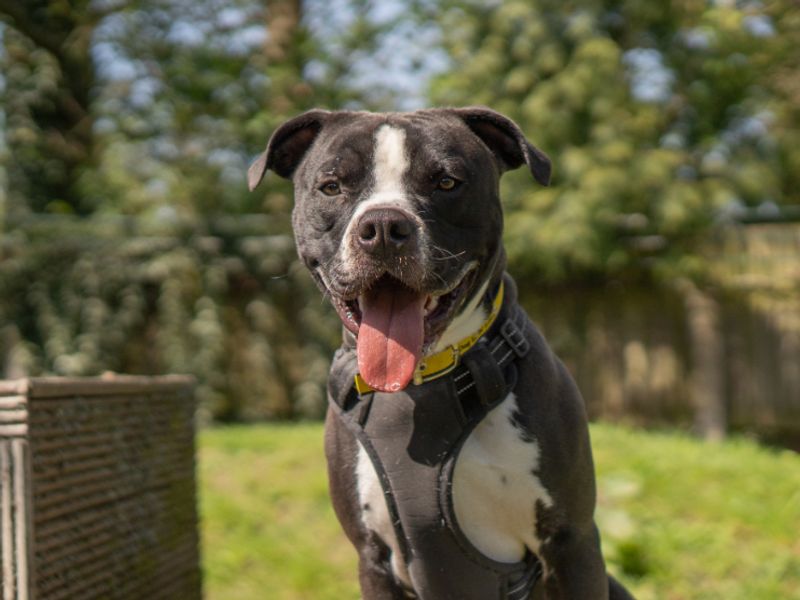 undefined | Terrier (Staffordshire Bull) Cross | undefined - 2
