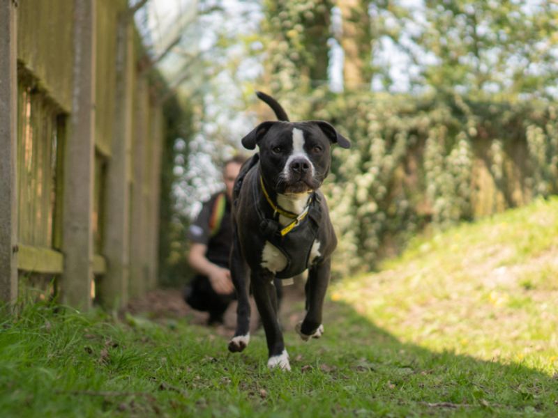 undefined | Terrier (Staffordshire Bull) Cross | undefined - 4