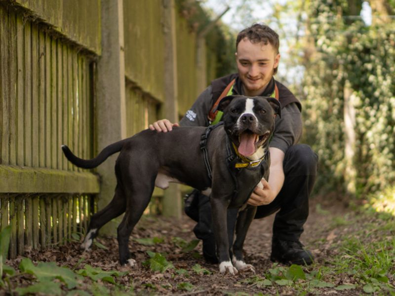 Billy | Terrier (Staffordshire Bull) Cross | Kenilworth (West Midlands) - 1
