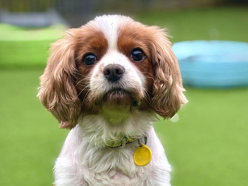 Rosey | Spaniel (King Charles) | Shoreham (Sussex) - 1