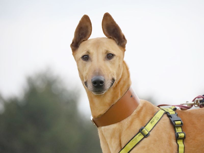 Bonnie | Lurcher | Leeds - 1