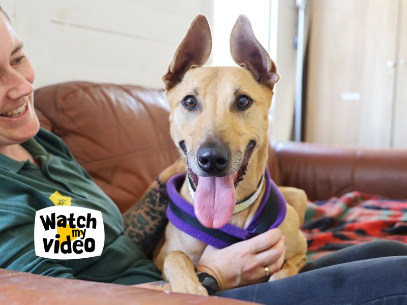 Bonnie | Lurcher | Leeds - 1