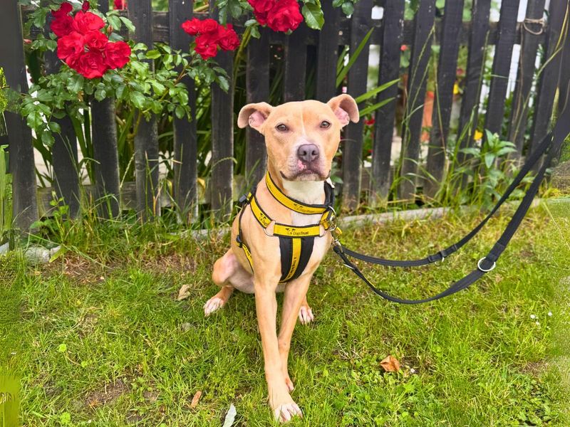 Sophie | Terrier (Staffordshire Bull) | Salisbury (Wiltshire) - 1