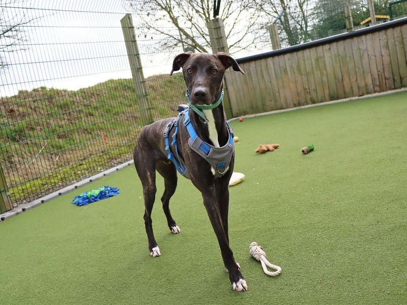 Arthur, a 2 years old male Lurcher available for adoption from Dogs Trust in County Durham