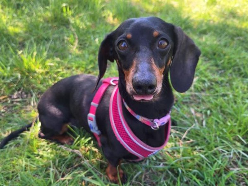 Molly for sale in Telford, Shropshire