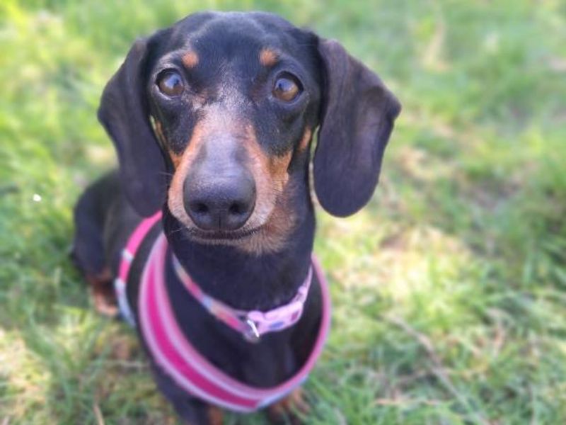 Dachshund for adoption in Telford, Shropshire – 4 years old - Image 2 of 2