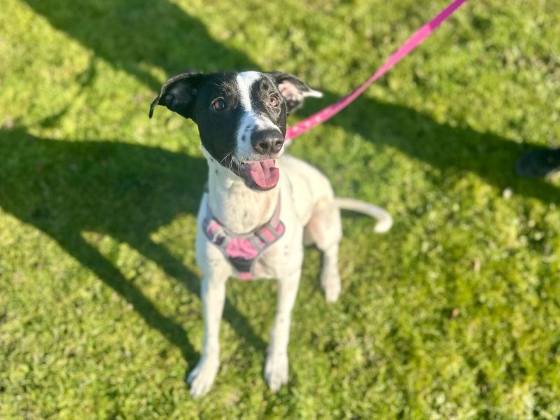 Greyhound for adoption in Chestfield, Kent – 1 year old - Image 2 of 2