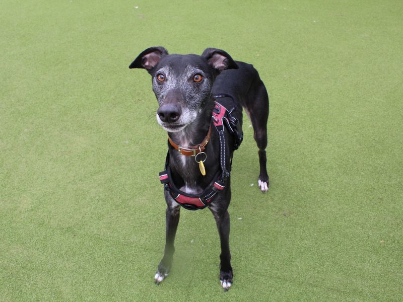 Vinny for sale in Evesham, Worcestershire
