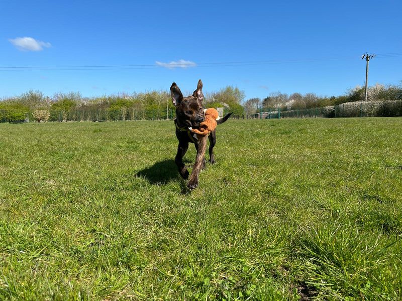Staffordshire Bull Terrier for adoption in Wymeswold, Leicestershire – 10 months old - Image 6 of 7
