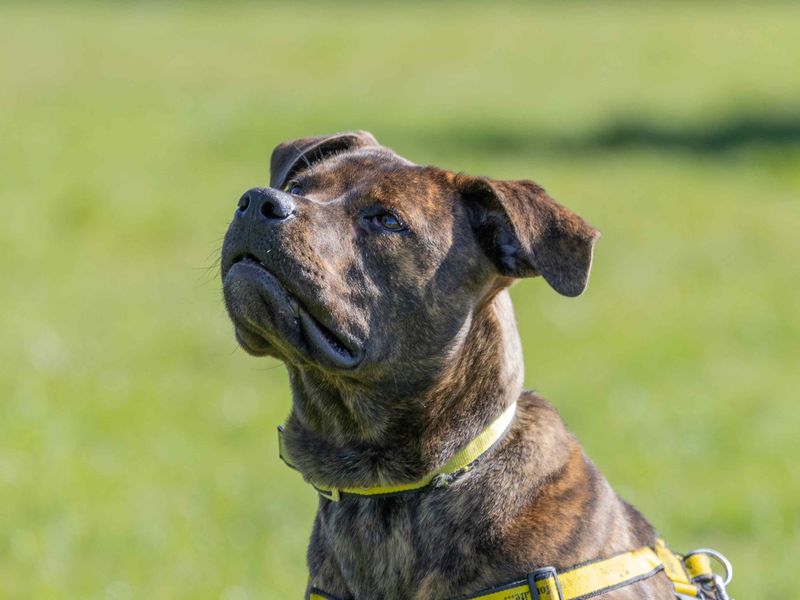 Staffordshire Bull Terrier for adoption in Wymeswold, Leicestershire – 10 months old - Image 2 of 7