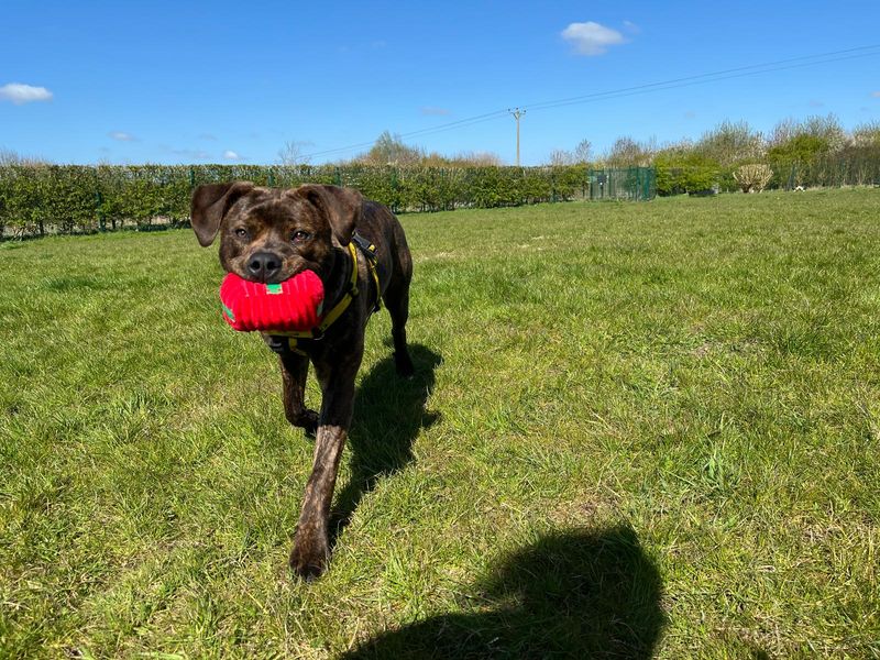 Sydney | Terrier (American Staffordshire) Cross | Loughborough - 1
