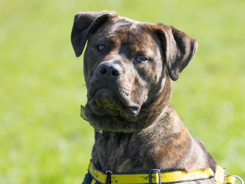 Staffordshire Bull Terrier for adoption in Wymeswold, Leicestershire – 10 months old - Image 4 of 7