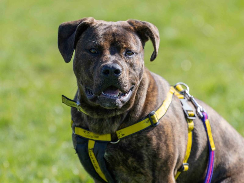 Staffordshire Bull Terrier for adoption in Wymeswold, Leicestershire – 10 months old - Image 7 of 7