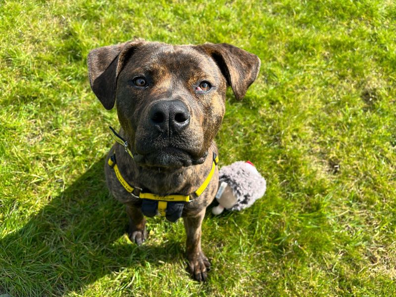 Staffordshire Bull Terrier for adoption in Wymeswold, Leicestershire – 10 months old - Image 3 of 7