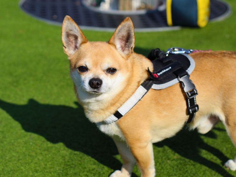 Rocko for sale in Manchester, Greater Manchester