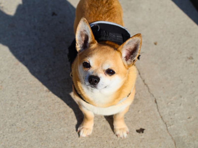 Chihuahua for adoption in Manchester, Greater Manchester – 6 years old - Image 3 of 3