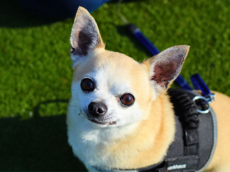 Reggie for sale in Manchester, Greater Manchester | Image 3