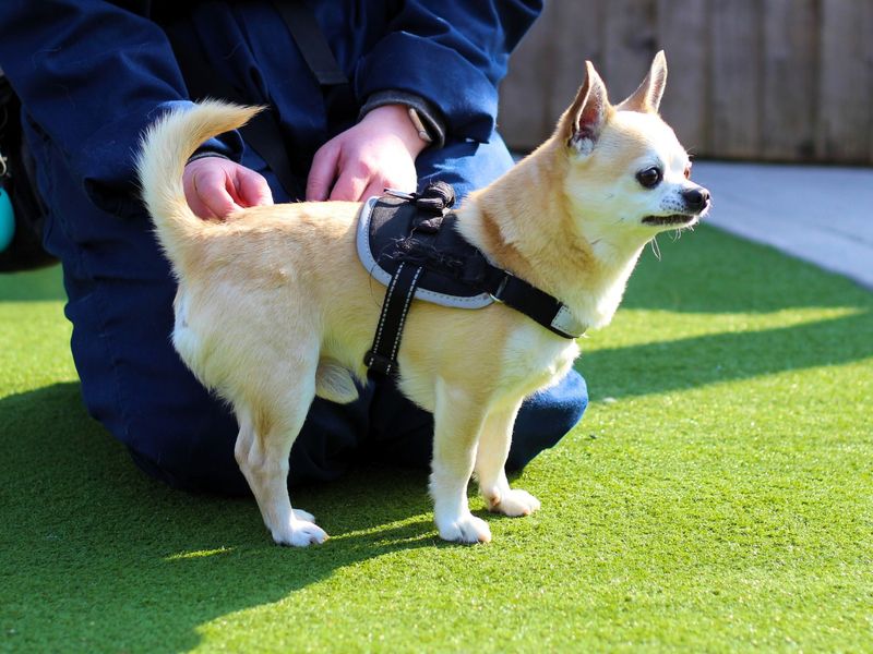Reggie for sale in Manchester, Greater Manchester | Image 2