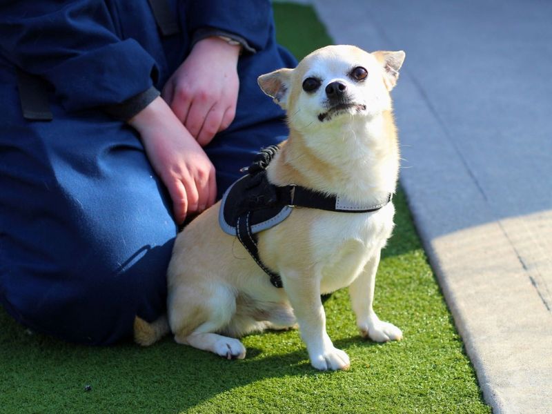 Reggie | Chihuahua (Smooth Coat) | Manchester - 1