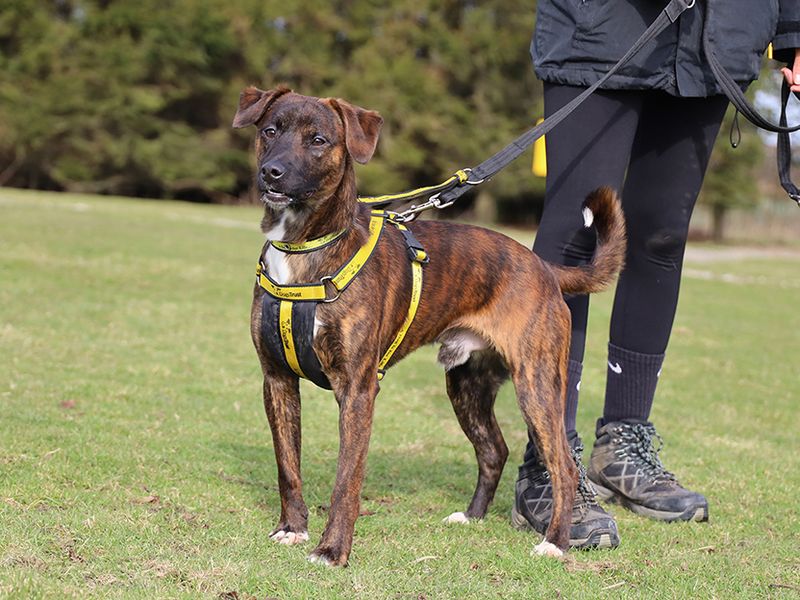 Jack Russell for adoption in Leeds, Yorkshire – 1 year old - Image 1 of 4