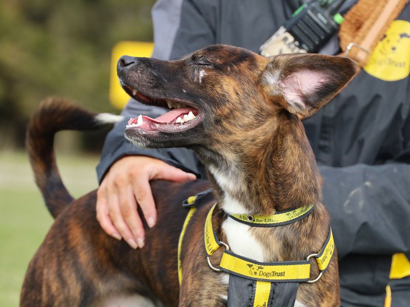 Jack Russell for adoption in Leeds, Yorkshire – 1 year old - Image 4 of 4