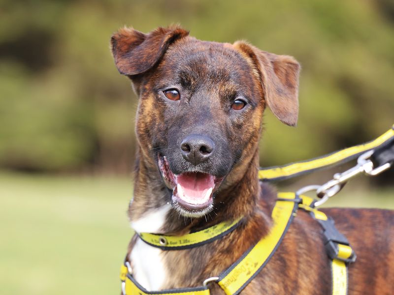 Jack Russell for adoption in Leeds, Yorkshire – 1 year old - Image 3 of 4
