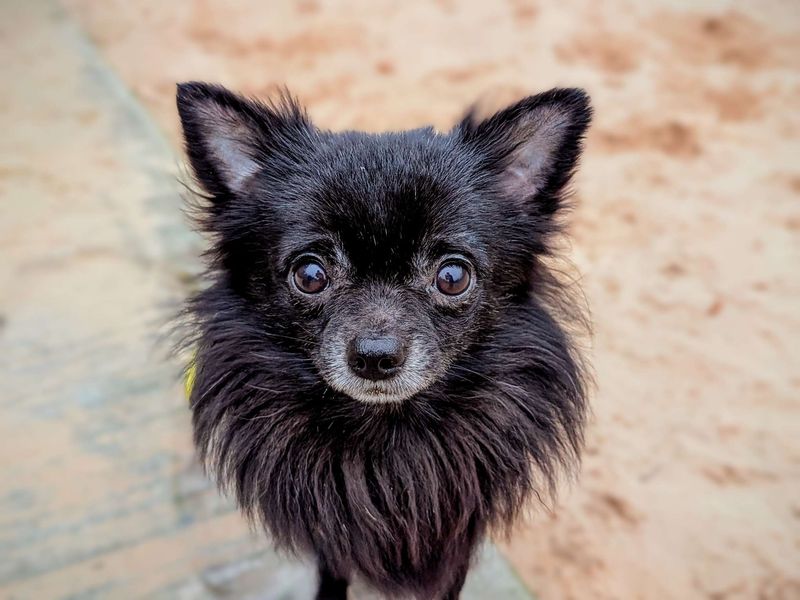 Anton | Chihuahua (Long Coat) | Cardiff - 1