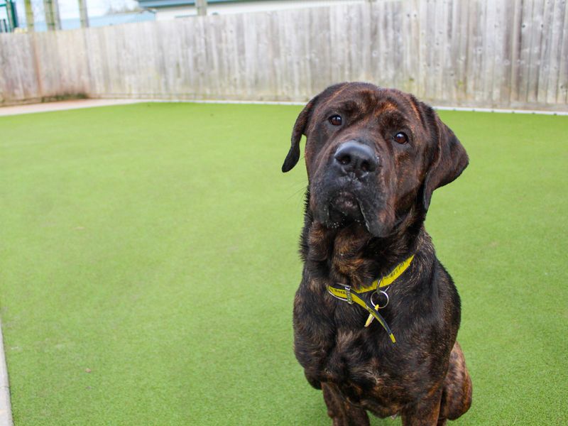 Daisy for sale in Evesham, Worcestershire