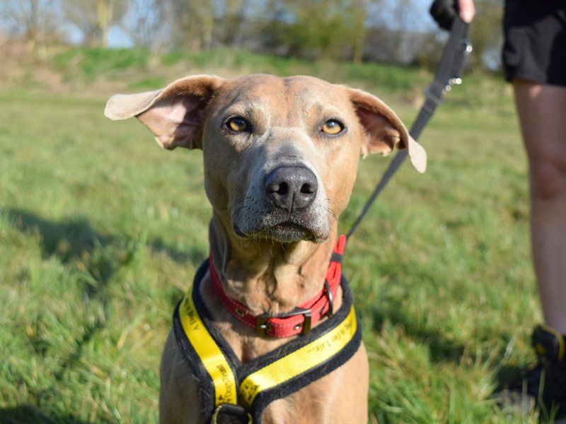 Maisie for sale in Uxbridge, London