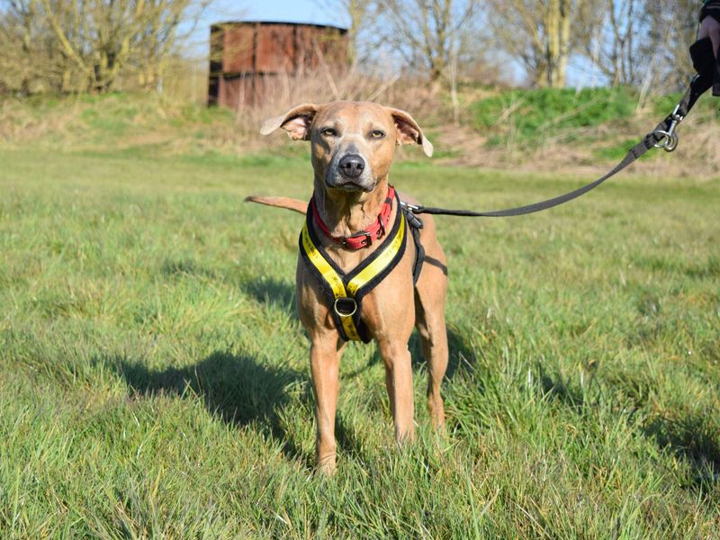 Staffordshire Bull Terrier for adoption in Uxbridge, Greater London – 4 years old - Image 2 of 2