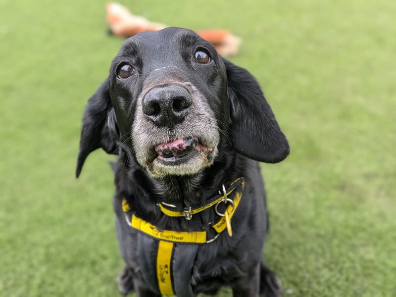 Cocker Spaniel for adoption in West Calder, West Lothian – 12 years old - Image 3 of 6
