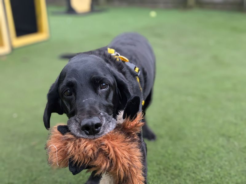 Cocker Spaniel for adoption in West Calder, West Lothian – 12 years old - Image 4 of 6