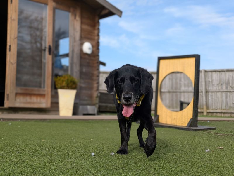 Sam for sale in West Calder, West Lothian
