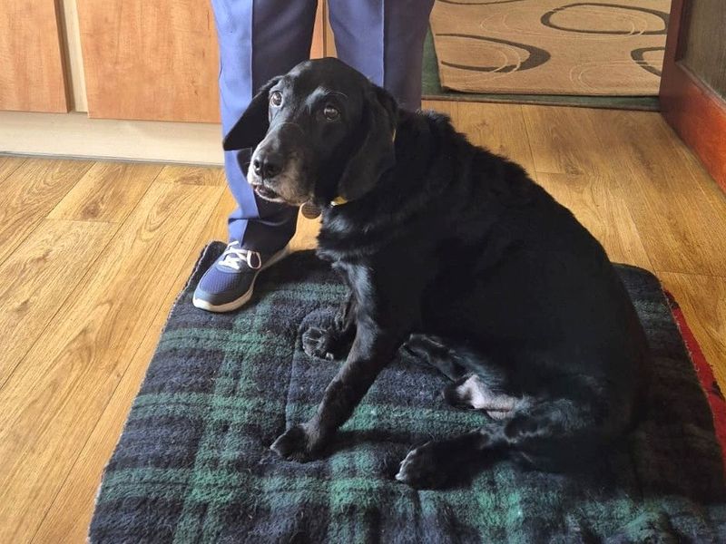 Cocker Spaniel for adoption in West Calder, West Lothian – 12 years old - Image 6 of 6