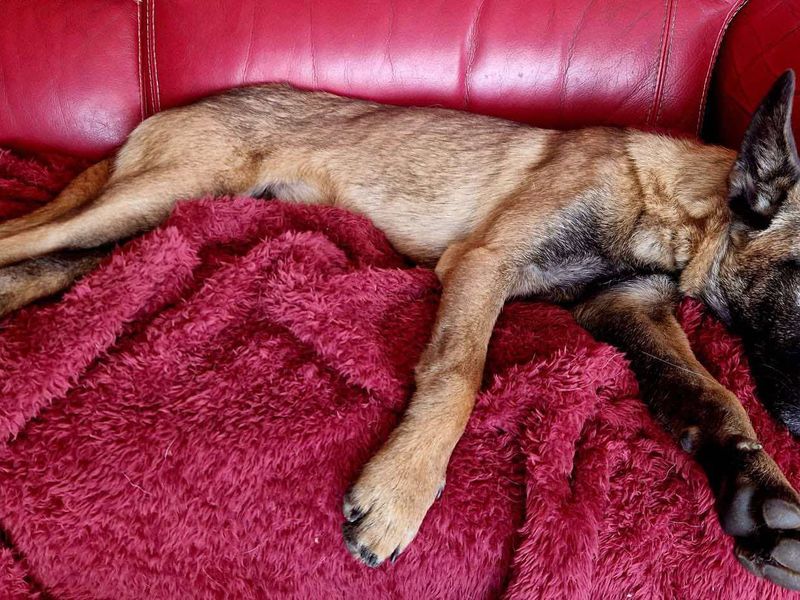 Wilson | Belgian Shepherd Dog (Malinois) | Evesham (Worcestershire) - 1